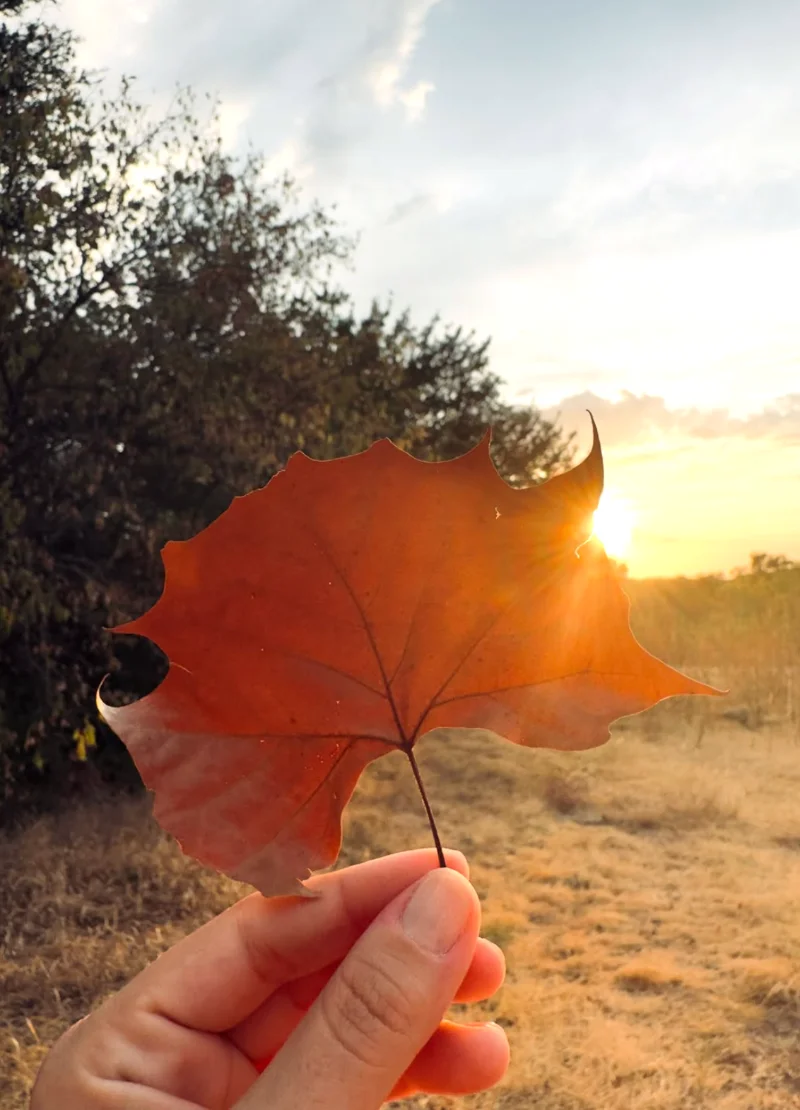 Hand holding an orange autumn leaf up to golden sunset light in a grassy field, fall mini session.